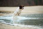 running Dutch partridge dog