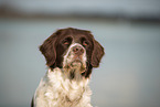 Dutch partridge dog portrait