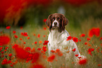 Dutch partridge dog portrait