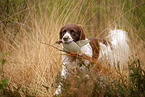 retrieving Dutch partridge dog