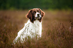 sitting Dutch partridge dog