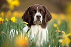 Dutch partridge dog portrait