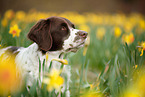 Dutch partridge dog portrait