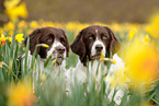 2 Dutch partridge dogs