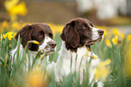 2 Dutch partridge dogs