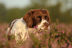 Dutch partridge dog portrait