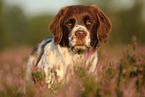 Dutch partridge dog portrait