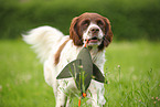 retrieving Dutch partridge dog