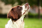 Dutch partridge dog portrait