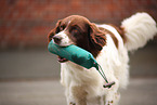 retrieving Dutch partridge dog