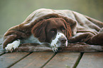 lying Dutch partridge dog