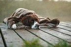 lying Dutch partridge dog