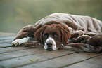 lying Dutch partridge dog