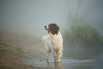 Dutch partridge dog in the fog