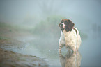 Dutch partridge dog in the fog