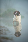 Dutch partridge dog in the fog