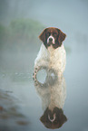 Dutch partridge dog in the fog