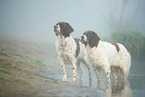 2 Dutch partridge dogs