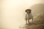 Dutch partridge dog in the fog