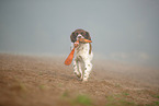 Dutch partridge dog in the fog