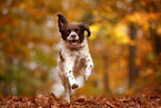 Dutch partridge dog in autumn