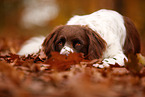 Dutch partridge dog in autumn