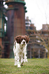 Dutch Partridge Dog