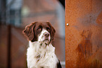 Dutch Partridge Dog Portrait