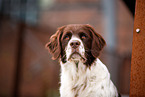 Dutch Partridge Dog Portrait