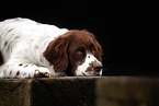 Dutch Partridge Dog