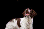 Dutch Partridge Dog Portrait