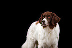 Dutch Partridge Dog Portrait