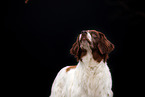 Dutch Partridge Dog Portrait