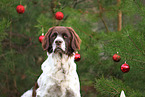 Dutch Partridge Dog with christmas decoration