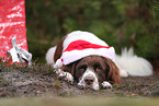 Dutch Partridge Dog with christmas decoration