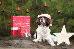Dutch Partridge Dog with christmas decoration
