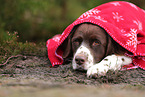 Dutch Partridge Dog with christmas decoration