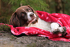 Dutch Partridge Dog with christmas decoration