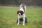 Dutch Partridge Dog at Fitness