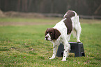 Dutch Partridge Dog at Fitness