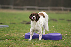 Dutch Partridge Dog at Fitness