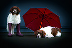 2 Dutch Partridge Dogs with umbrella