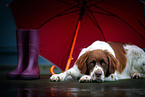 Dutch Partridge Dog with umbrella