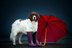 Dutch Partridge Dog with umbrella