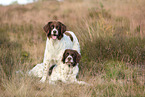 2 Dutch Partridge Dogs