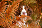 Drentsche Patrijshund