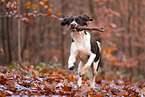 Dutch partridge dog