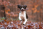 Dutch partridge dog