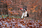 Dutch partridge dog