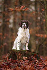 Dutch partridge dog